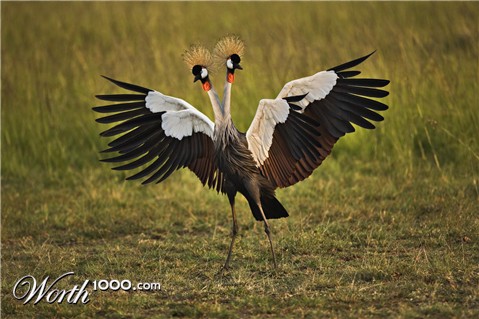 Photoshop Design by sszuwar