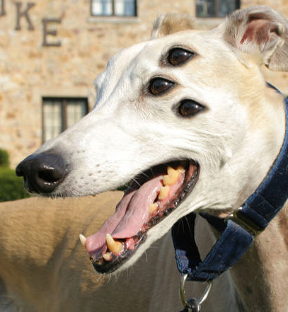 Photoshop Design by ilovekarate for DesignCrowd (Community Contests) | Design #8964475