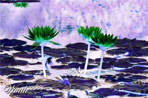 Photography by hollistereagle8