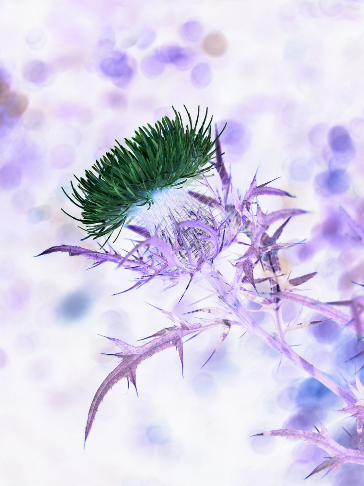 Fotografie von ka9dgx für DesignCrowd (Community Contests) | Design #8968100