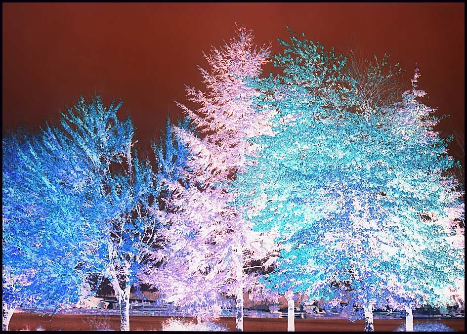 Photographie par Isabella2006 pour DesignCrowd (Community Contests) | Design #8968108