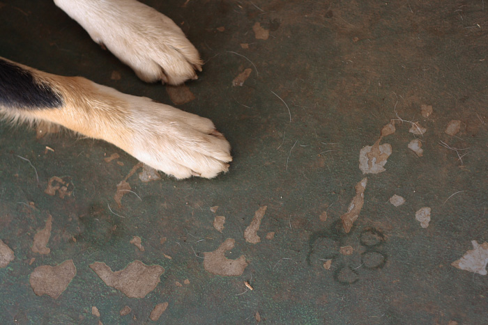 Fotografía por Awyrdo para DesignCrowd (Community Contests) | Diseño #8962627