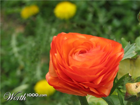 Photoshop Design by DasVolk