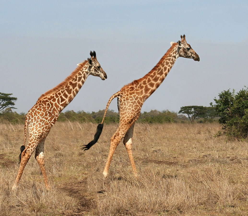 Photoshop Design by Fishwife for DesignCrowd (Community Contests) | Design #8963488