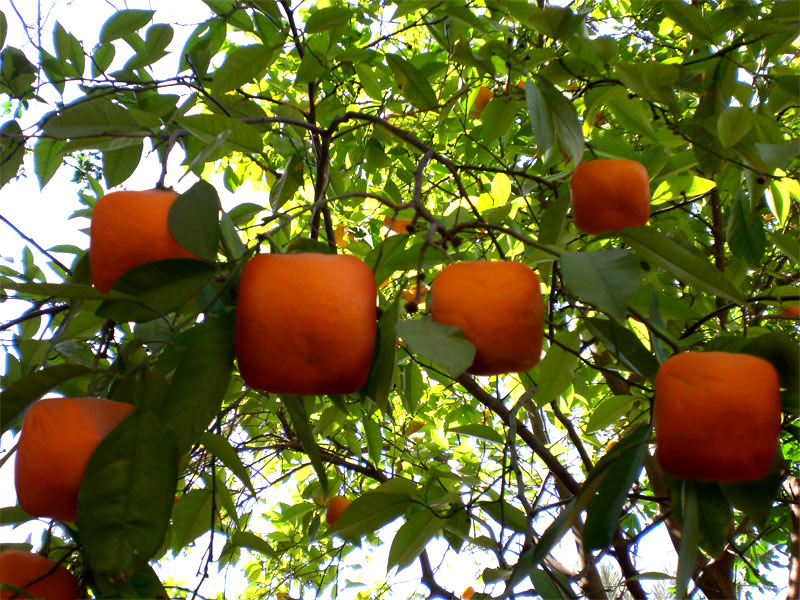 Design Photoshop par shelbyzman pour DesignCrowd (Community Contests) | Design #8965176