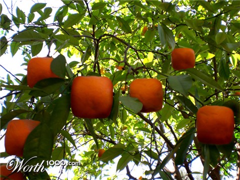 Photoshop Design by shelbyzman