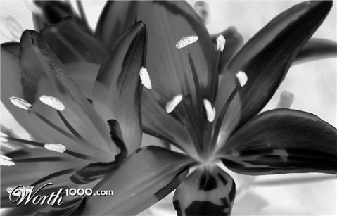 Photography by Zanais