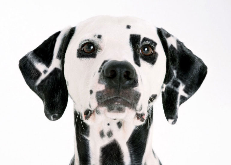 Diseño de Photoshop por DolmaCat para DesignCrowd (Community Contests) | Diseño #8965181