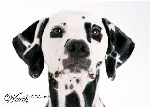 Photoshop Design by DolmaCat