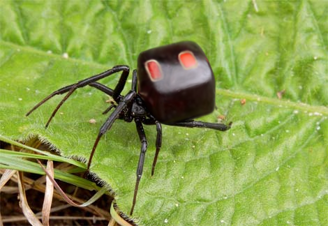 Photoshop Design by Sillyboi for DesignCrowd (Community Contests) | Design #8965207