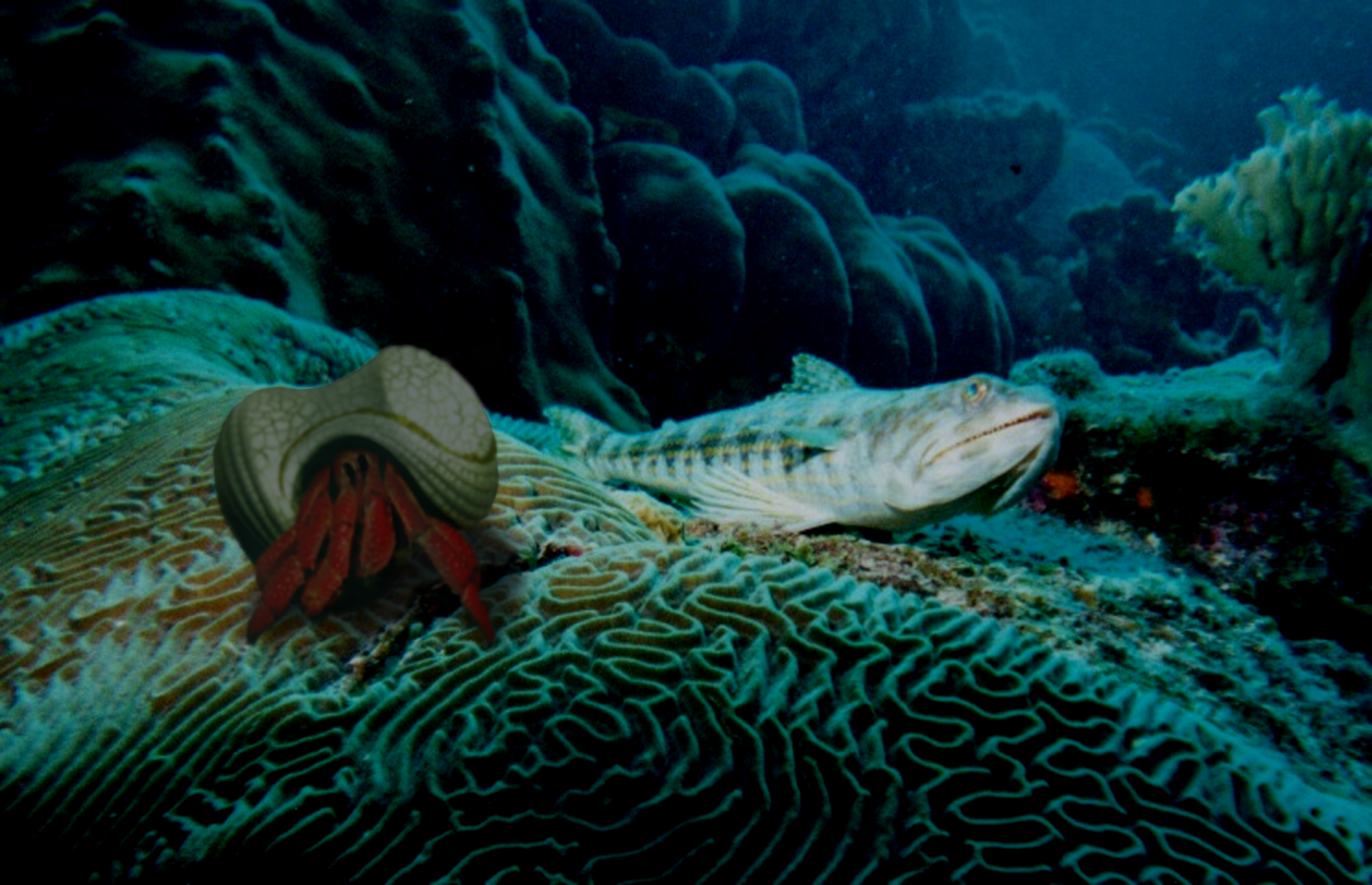 Photoshop Design by Sillyboi for DesignCrowd (Community Contests) | Design #8967157