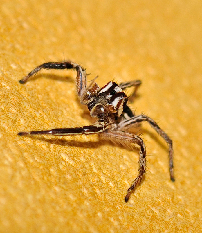 Diseño de Photoshop por Biddee para DesignCrowd (Community Contests) | Diseño #8963606