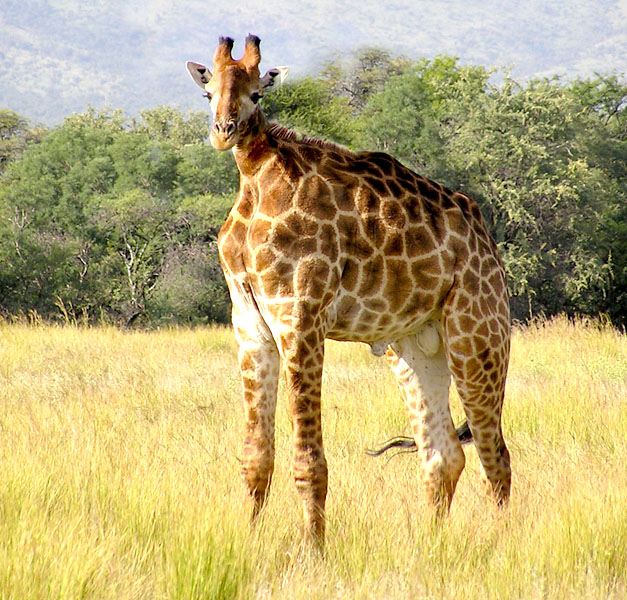 Design Photoshop par bayrouni pour DesignCrowd (Community Contests) | Design #8963704