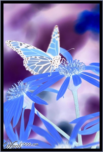 Photography by Schanina