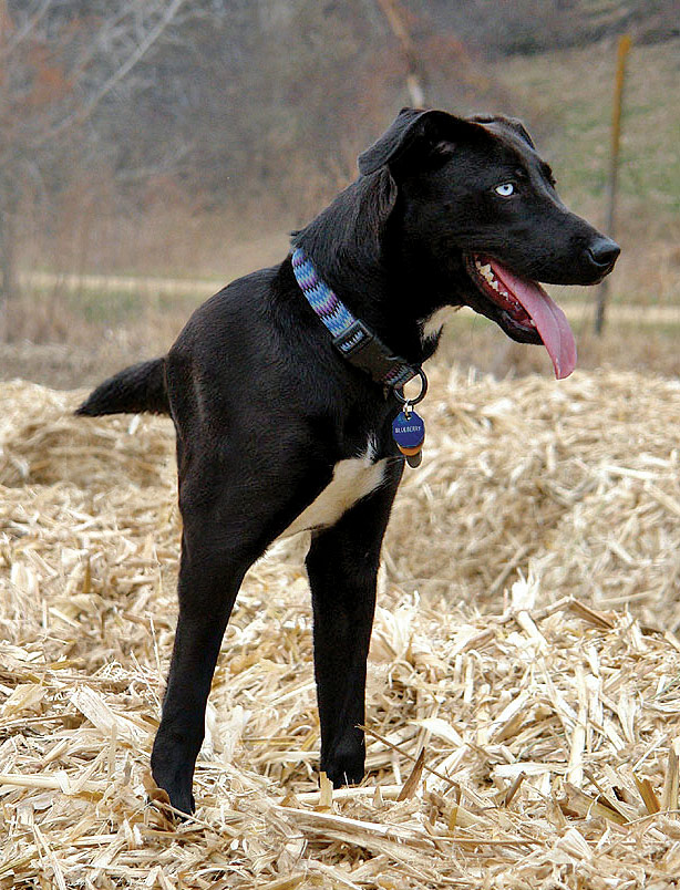 Photoshop Design by Mandrak for DesignCrowd (Community Contests) | Design #8963654