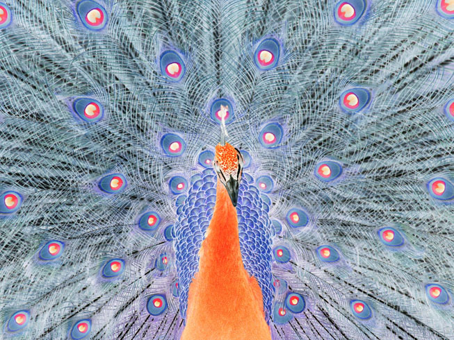 Photography by Schapie for DesignCrowd (Community Contests) | Design #8968149