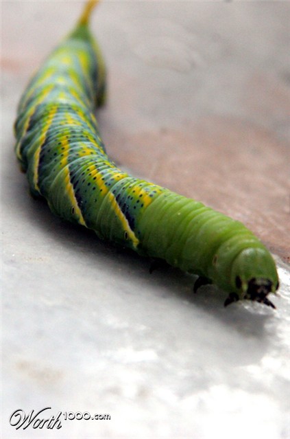 Photography by lokpal007