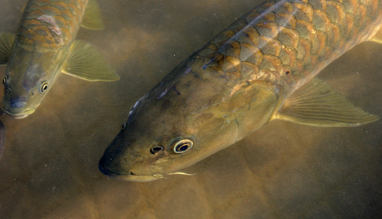 Photography by lokpal007 for DesignCrowd (Community Contests) | Design #8962304