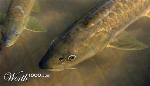 Photography by lokpal007