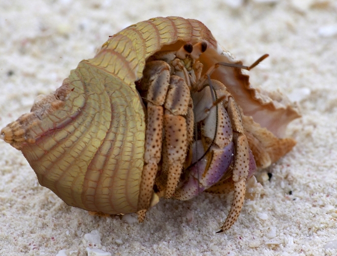 Photoshop Design by bsistrunk for DesignCrowd (Community Contests) | Design #8967275