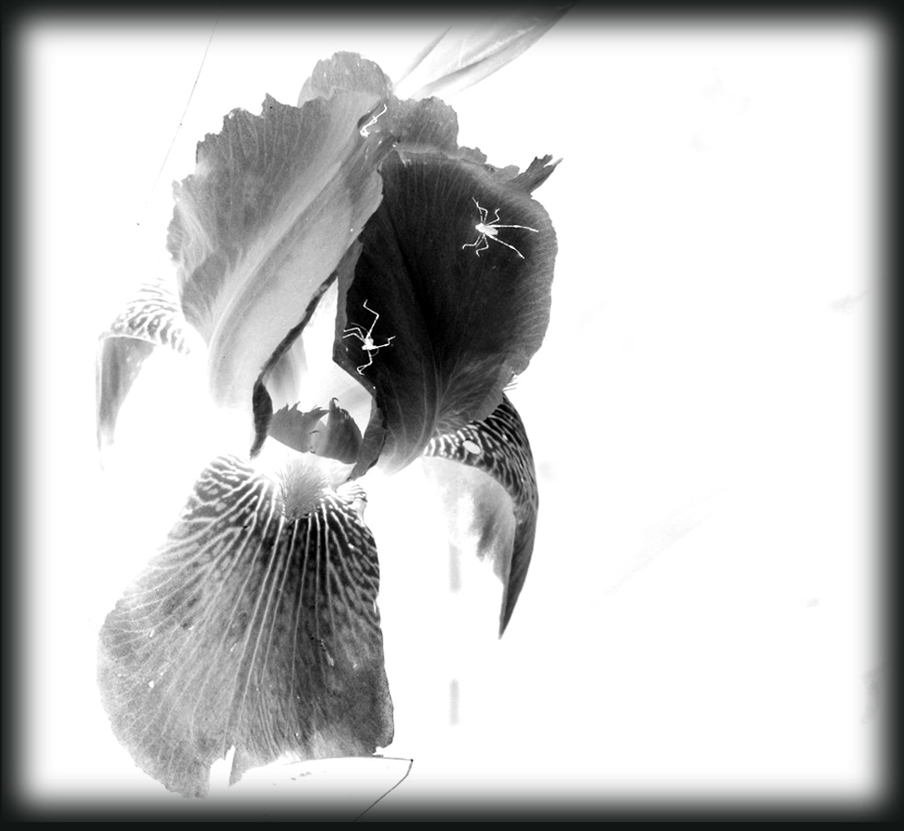 Fotografie von tigercrosse für DesignCrowd (Community Contests) | Design #8968166