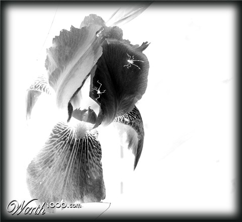 Photography by tigercrosse