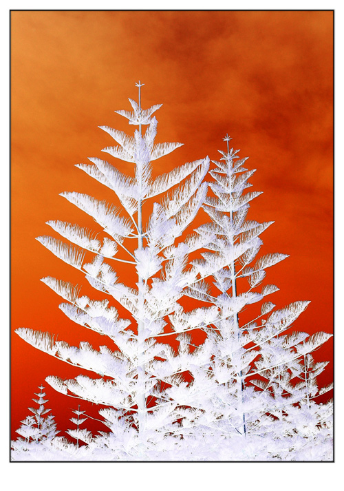 Fotografía por kimbomac para DesignCrowd (Community Contests) | Diseño #8968175