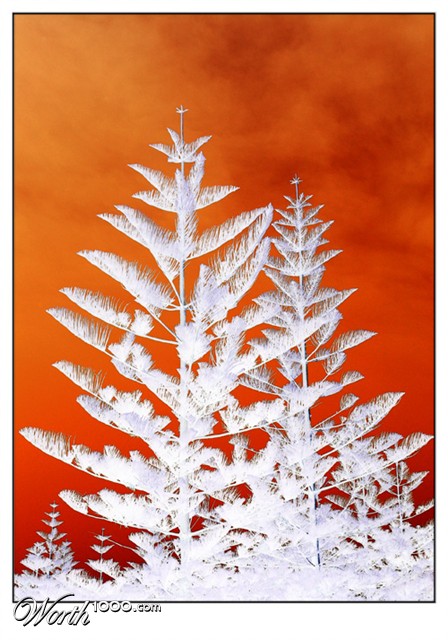 Photography by kimbomac