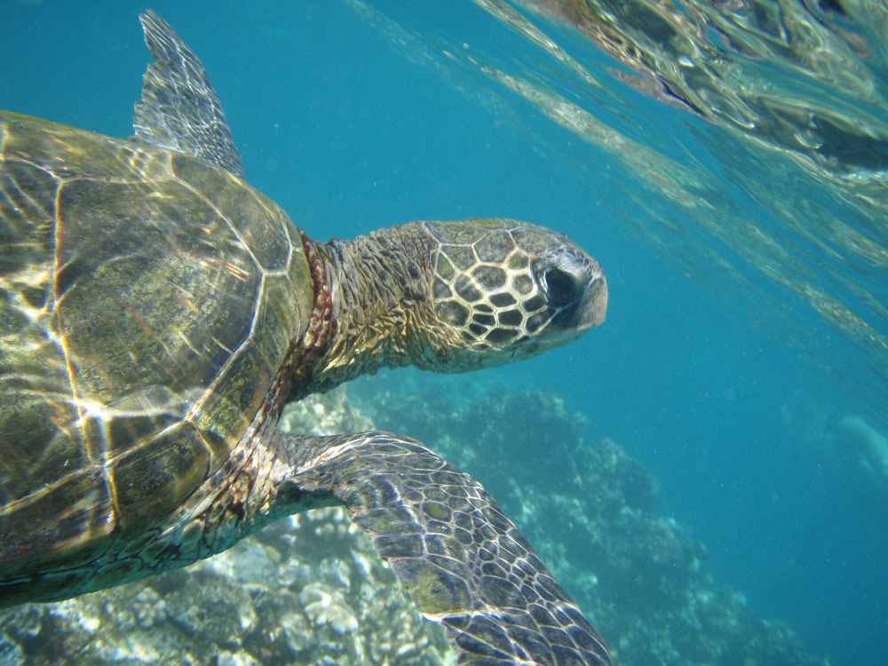 Fotografía por elgosso para DesignCrowd (Community Contests) | Diseño #8962307