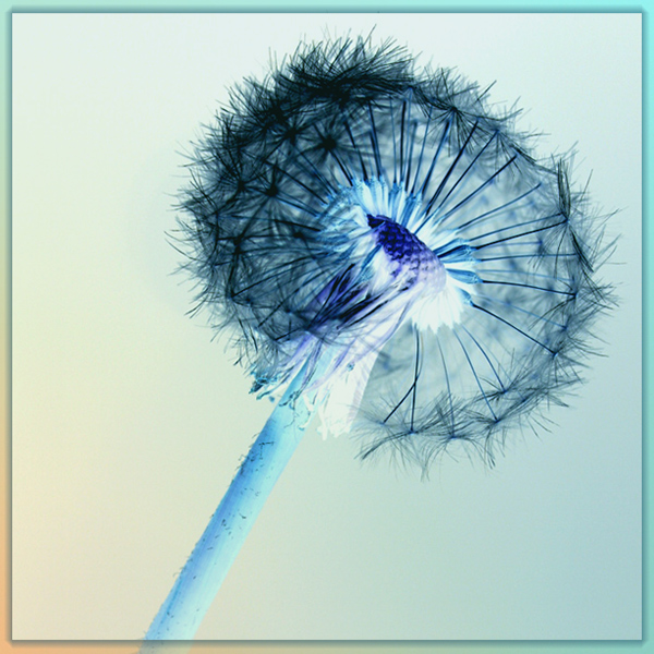 Photography by charizz for DesignCrowd (Community Contests) | Design #8968402
