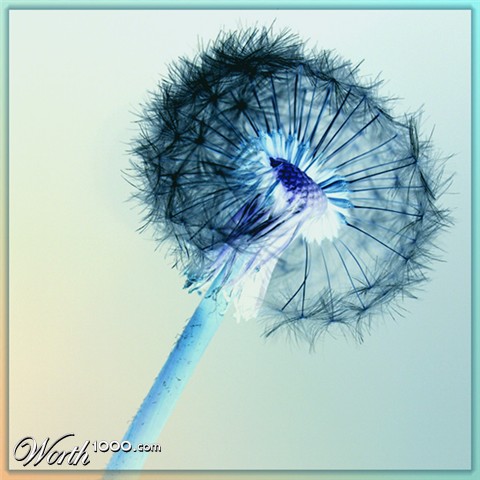 Photography by charizz