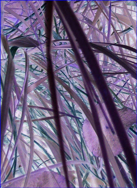 Photography by cassnorton for DesignCrowd (Community Contests) | Design #8968470