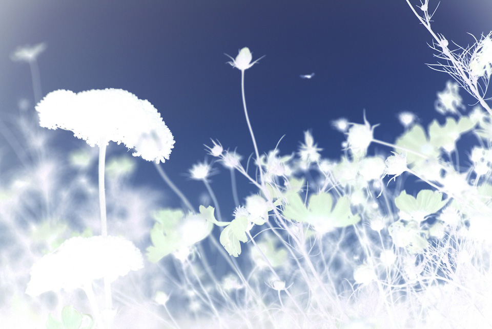 Photography by rochiebones for DesignCrowd (Community Contests) | Design #8968327