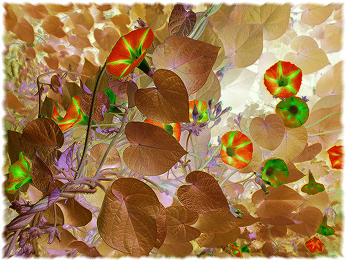 Photography by amirbse for DesignCrowd (Community Contests) | Design #8968458