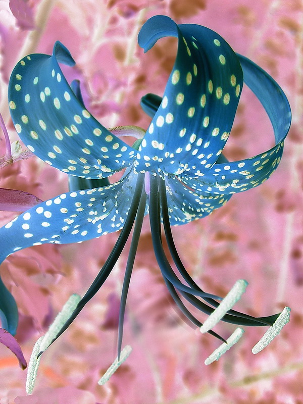 Photographie par mzmzmzmz pour DesignCrowd (Community Contests) | Design #8968333