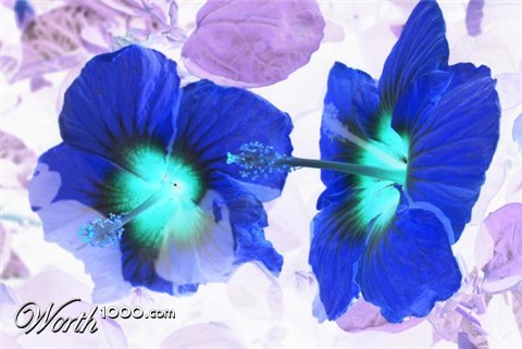 Photography by vchandana