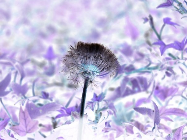 Photography by MrTexas for DesignCrowd (Community Contests) | Design #8968513