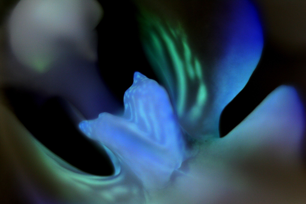 Fotografía por LeCharbon para DesignCrowd (Community Contests) | Diseño #8968508