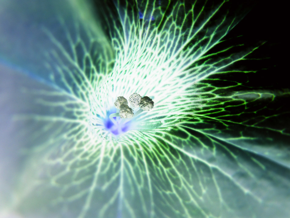 Photography by Woollysheep for DesignCrowd (Community Contests) | Design #8968521