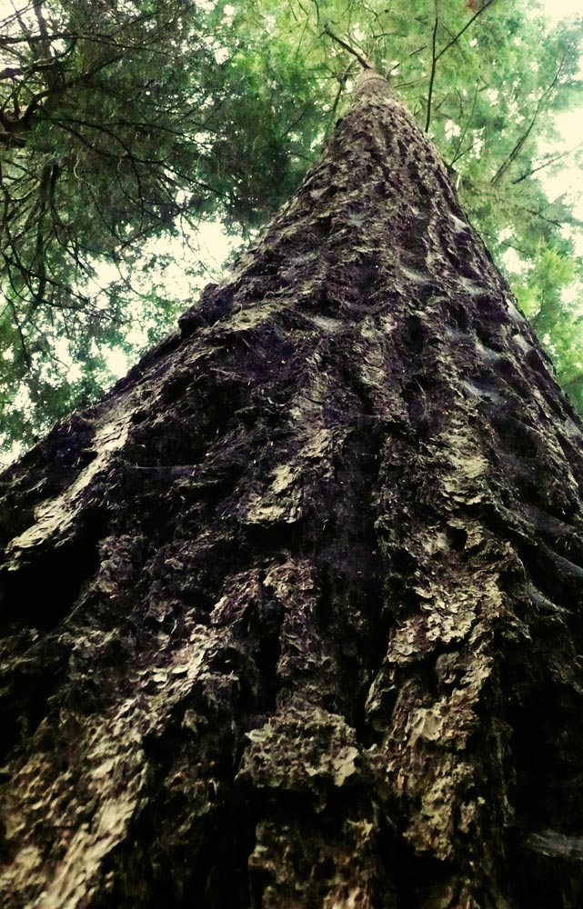 Photography by missihoule74 for DesignCrowd (Community Contests) | Design #8962814