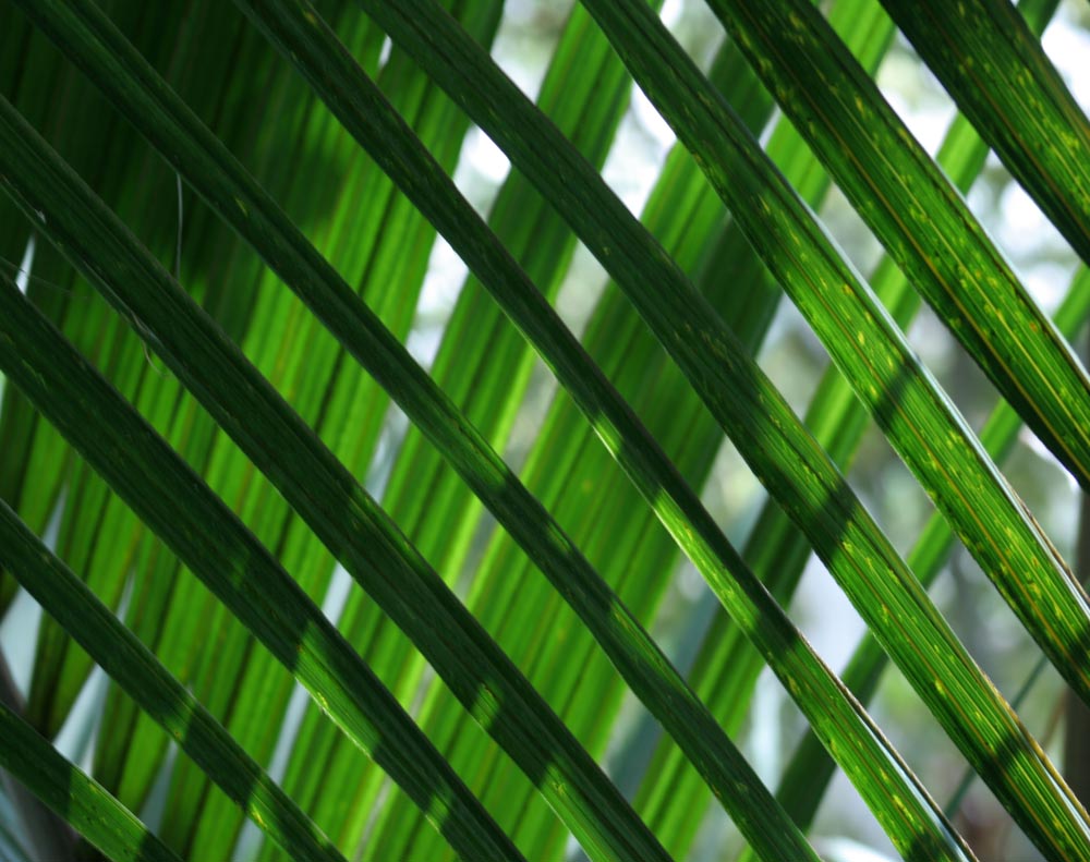 Fotografie von Megz117 für DesignCrowd (Community Contests) | Design #8968649