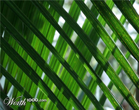 Photography by Megz117