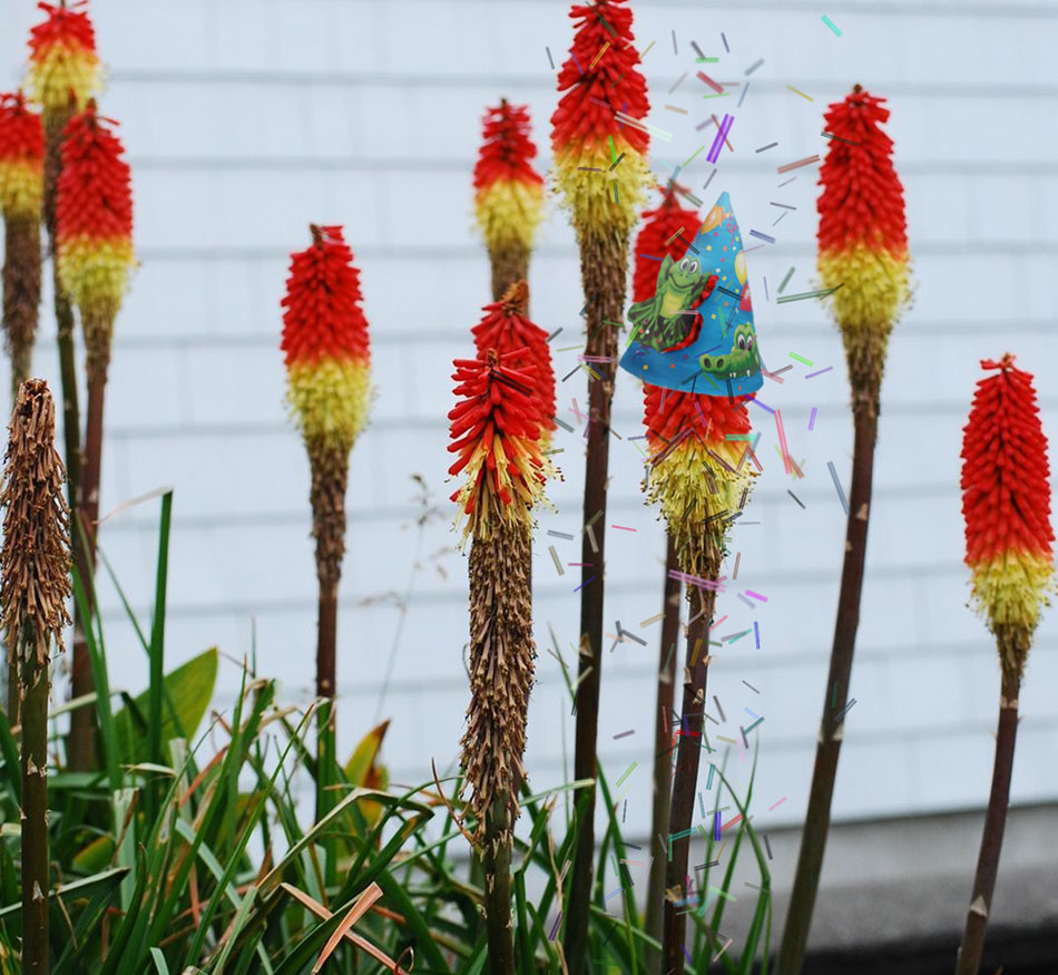 Diseño de Photoshop por zapparina1 para DesignCrowd (Community Contests) | Diseño #8965746