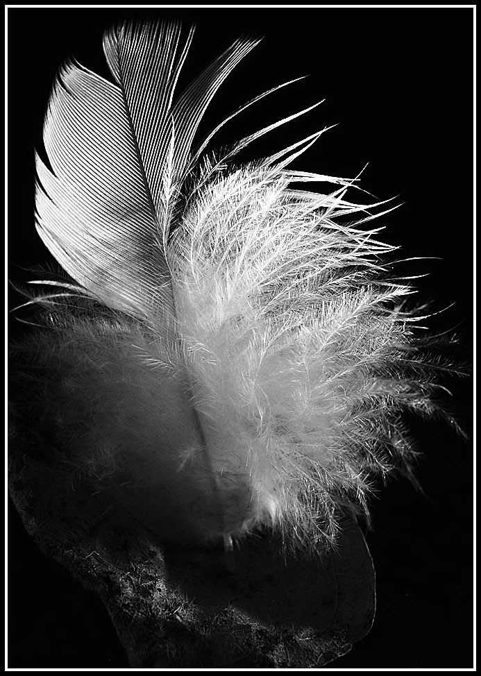 Photography by Isabella2006 for DesignCrowd (Community Contests) | Design #8968694