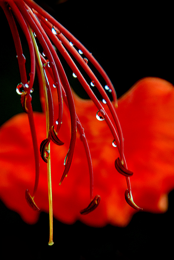 Photography by HappyWanderer for DesignCrowd (Community Contests) | Design #8965653