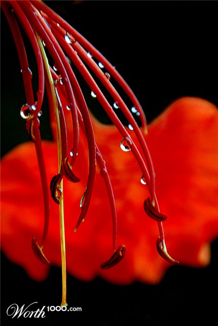 Photography by HappyWanderer