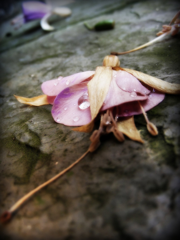 Photography by fujiellena for DesignCrowd (Community Contests) | Design #8965657