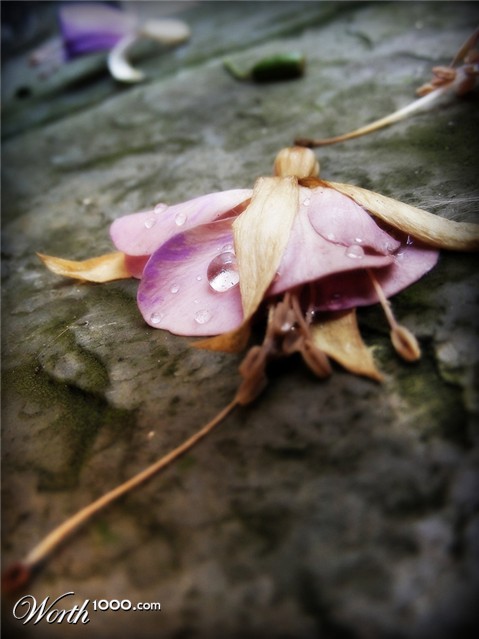 Photography by fujiellena