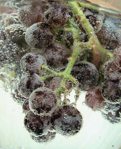 Photography by JoneSyMouSeY for DesignCrowd (Community Contests) | Design #8962387