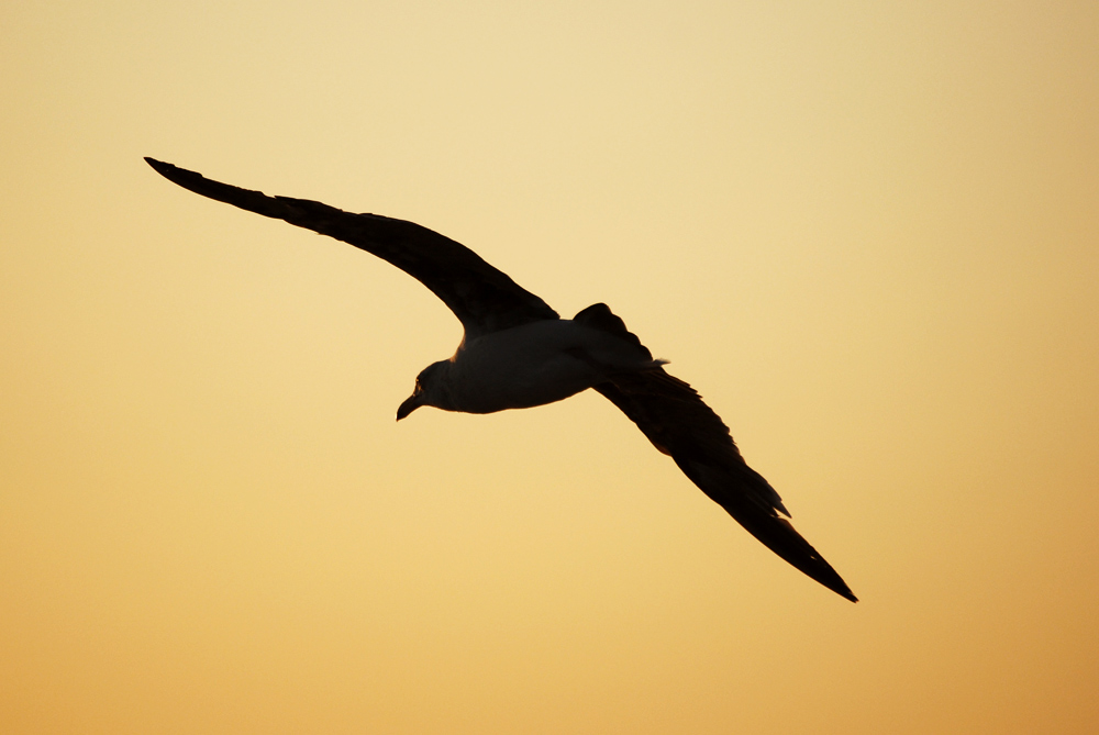 Photography by kimbercore for DesignCrowd (Community Contests) | Design #8969276